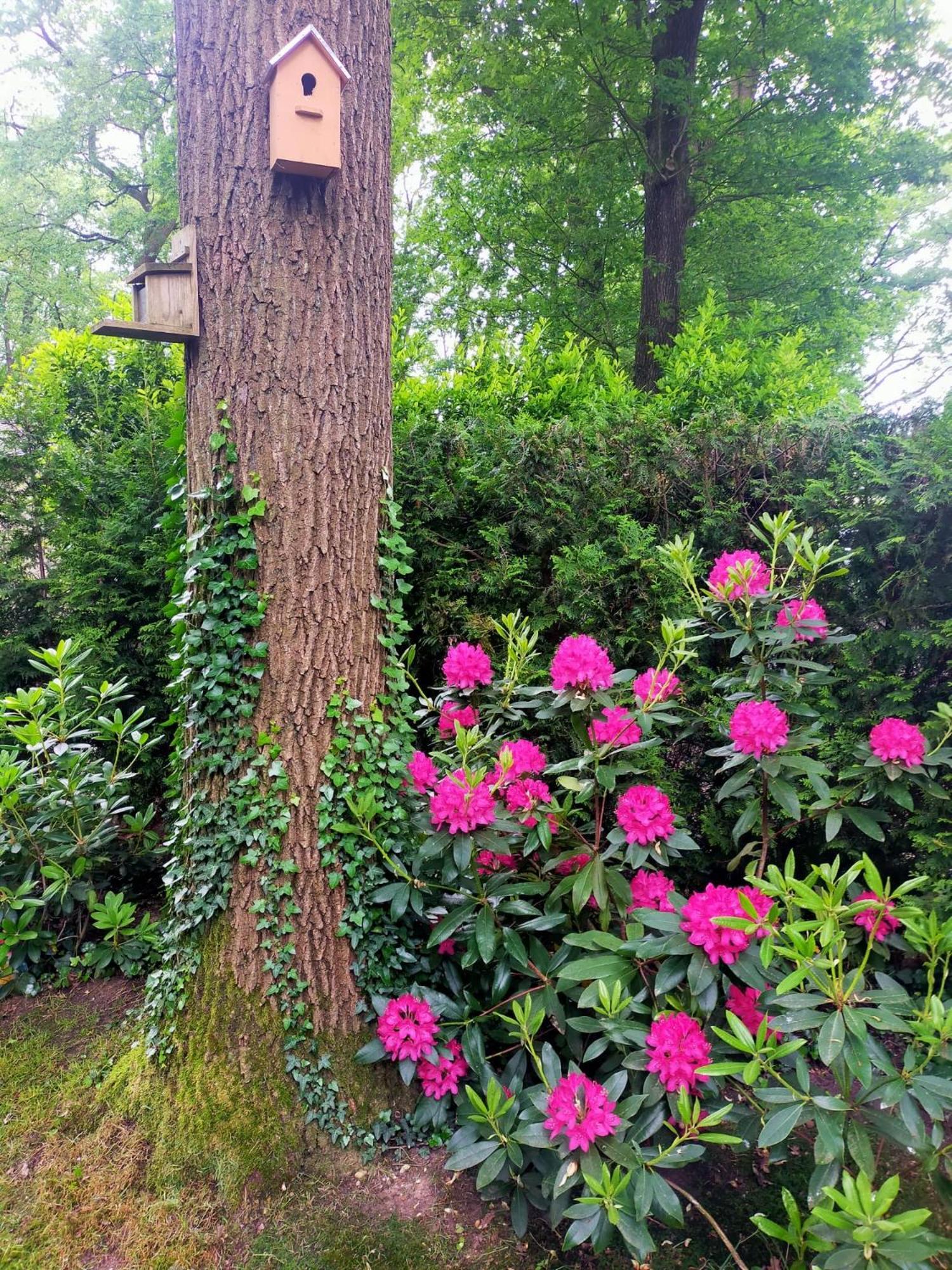 Veluwe Chalet Wageningen
